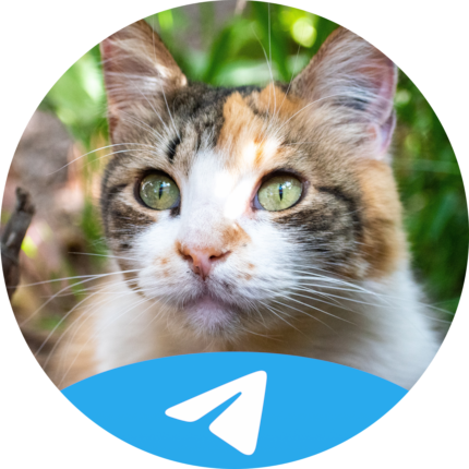 I'm on Telegram FYI
